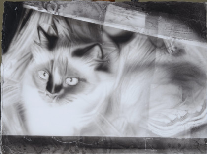 Study of Birman Cat