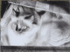 Study of Birman Cat, Daryl Trivieri, Painting, Columbia Museum of Art