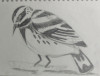 Black and White Warbler, Cheryl Laemmle, Drawing, Huntington Museum of Art