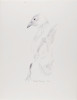 Untitled (Bird and Fish Series), Daryl Trivieri, Drawing, Weatherspoon Art Museum, The University of North Carolina at Greensboro