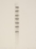 Incised Point Progression - Five, Edda Renouf, Drawing, Indianapolis Museum of Art