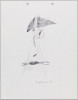 Botanical and Organic Series #1 through #10, Daryl Trivieri, Drawing, Virginia Museum of Fine Arts