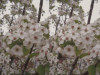 Untitled, Charles Clough, Photograph, Memphis Brooks Museum of Art