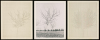 Walnut Tree Orchard Set L