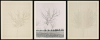 Walnut Tree Orchard Set L, Charles Gaines, Photograph, The Arkansas Arts Center